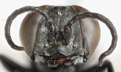 Tachysphex sp.